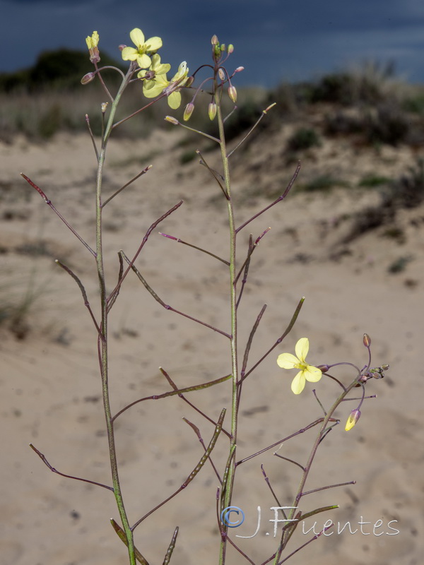 Brassica barrelieri.07