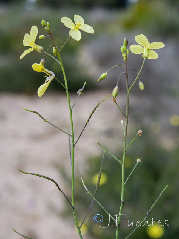 Brassica barrelieri.08