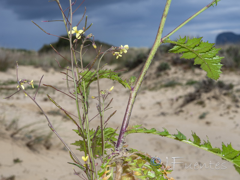 Brassica barrelieri.09