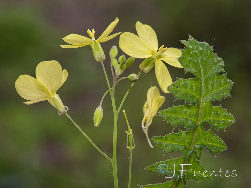 Brassica barrelieri.11
