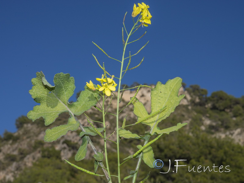 Brassica fruticulosa fruticulosa.01