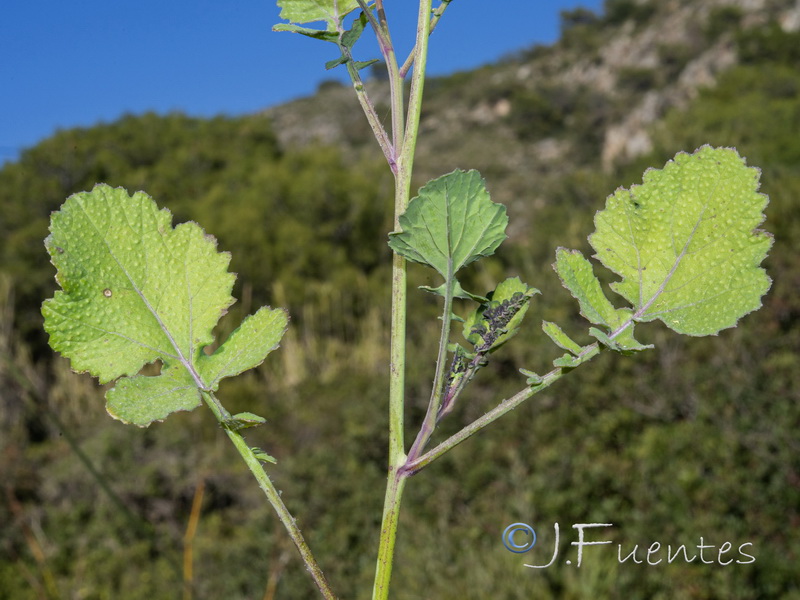 Brassica fruticulosa fruticulosa.02