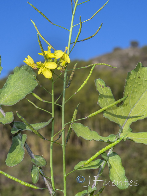 Brassica fruticulosa fruticulosa.04