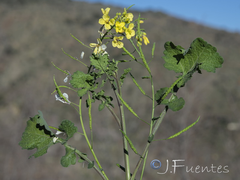 Brassica fruticulosa fruticulosa.05