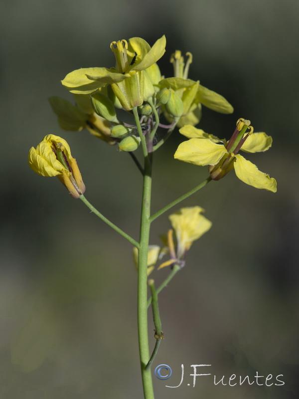 Brassica fruticulosa fruticulosa.07