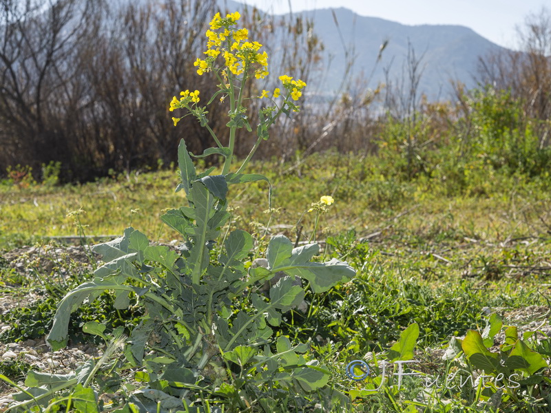 Brassica napus.01