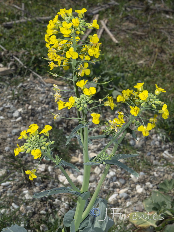 Brassica napus.03