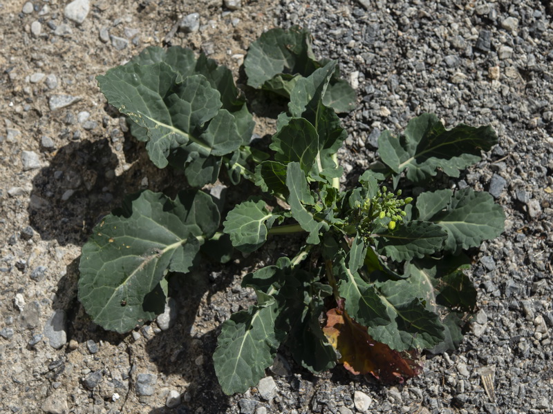 Brassica napus.08