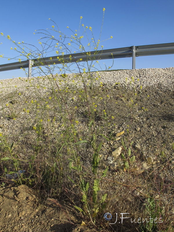 Brassica nigra.02