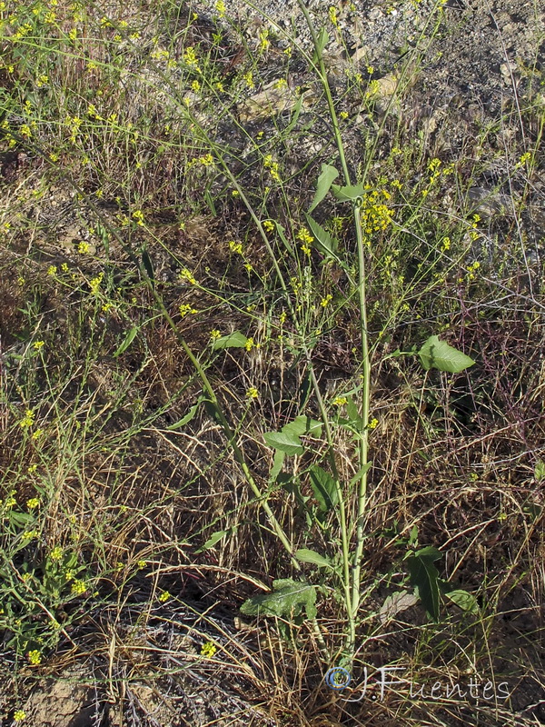 Brassica nigra.03