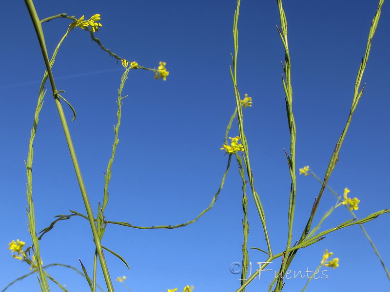 Brassica nigra.04