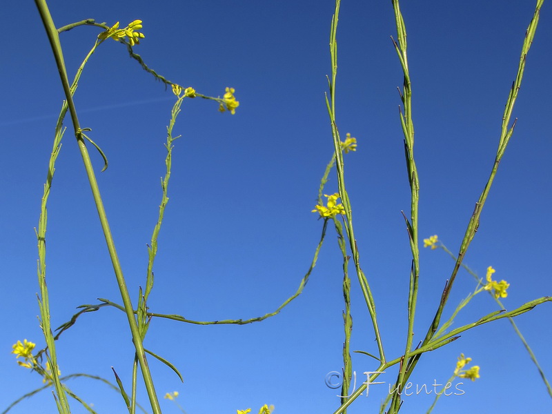 Brassica nigra.04