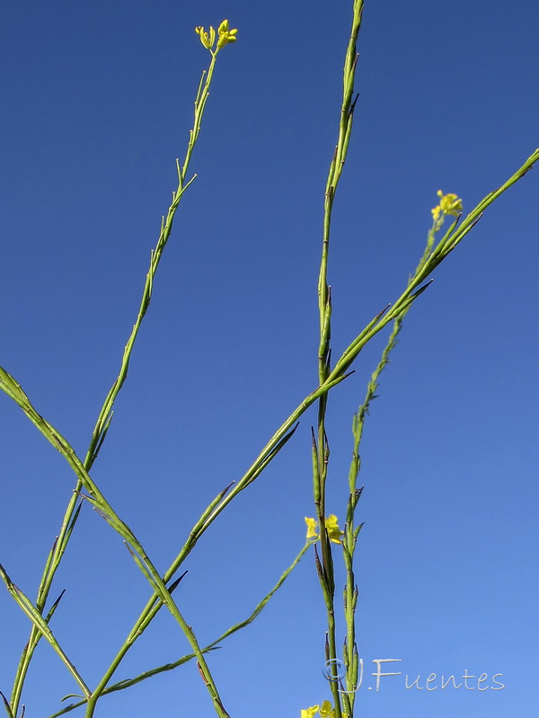 Brassica nigra.05
