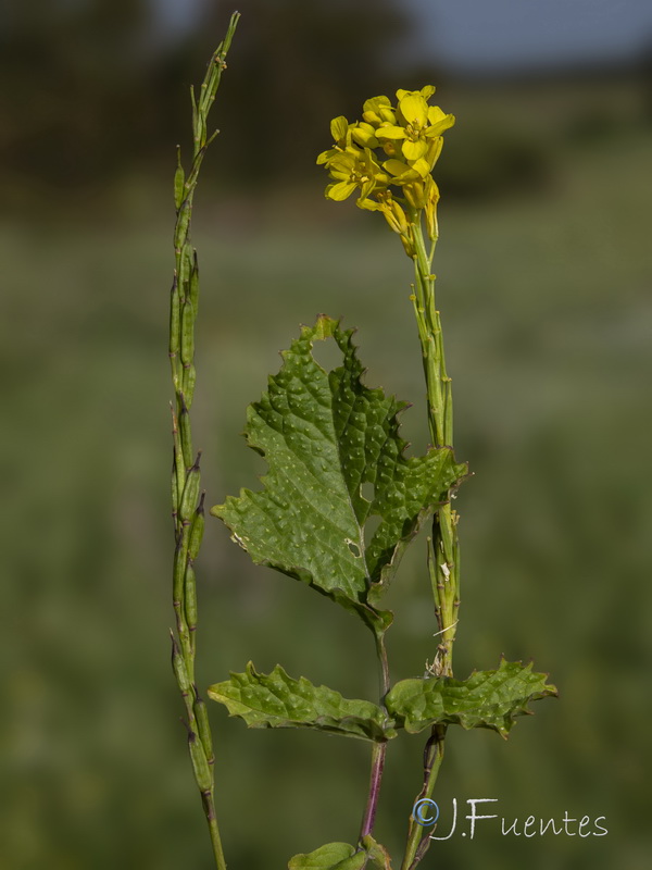 Brassica nigra.05