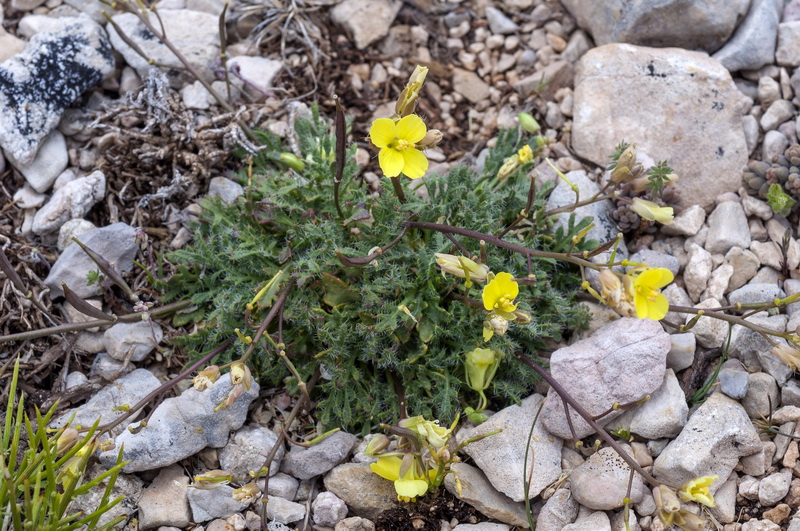 Brassica repanda almeriensis.01