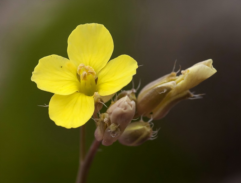 Brassica repanda almeriensis.03