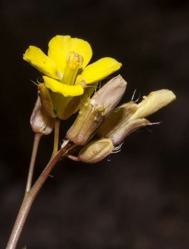 Brassica repanda almeriensis.04