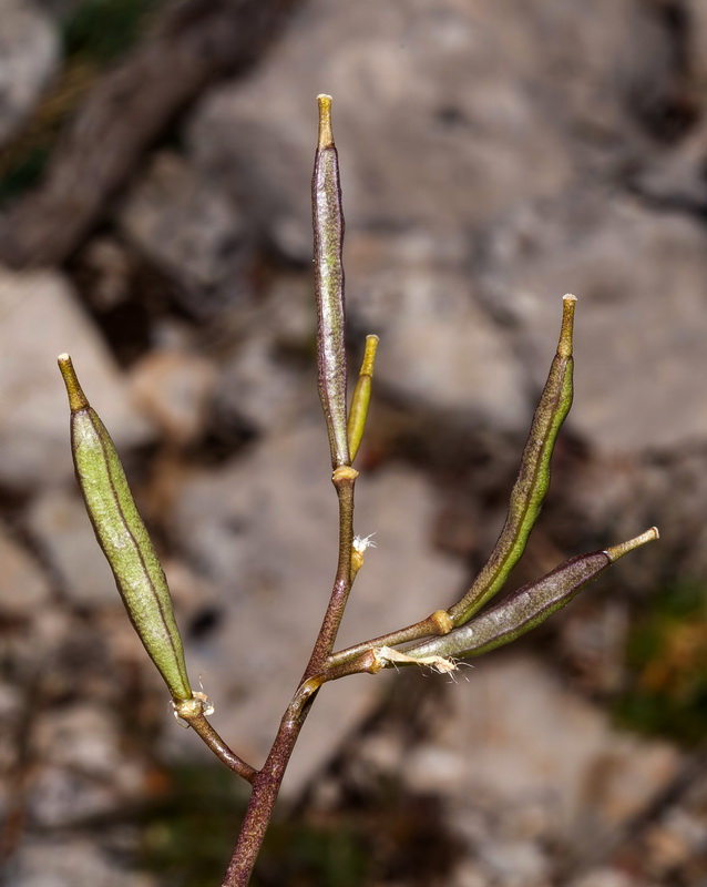 Brassica repanda almeriensis.05
