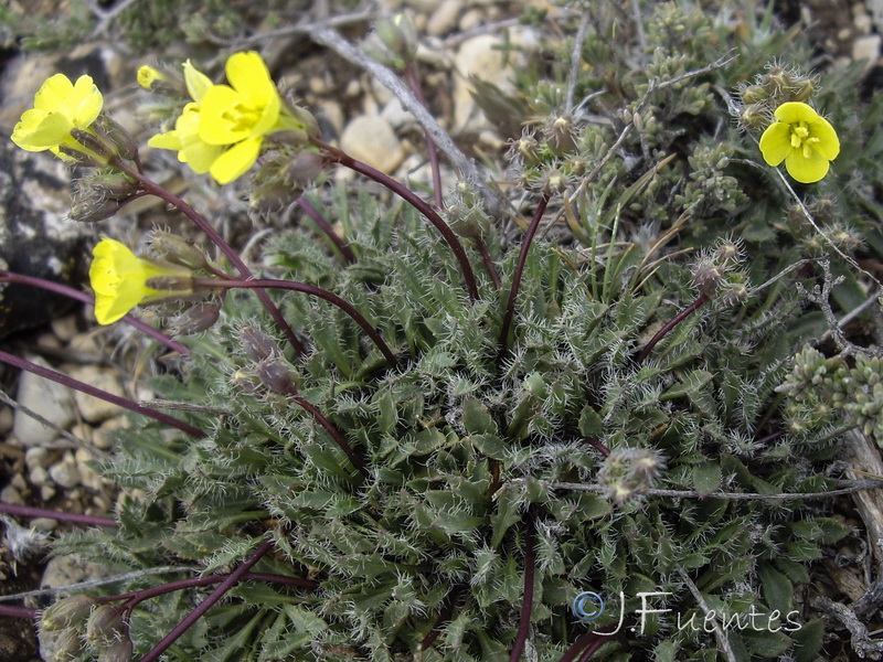 Brassica repanda almeriensis.08