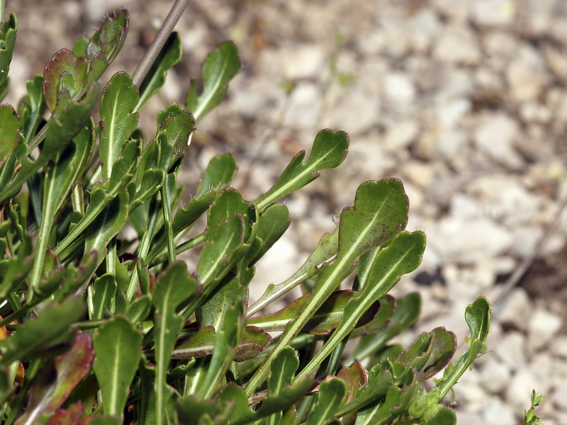 Brassica repanda confusa.05