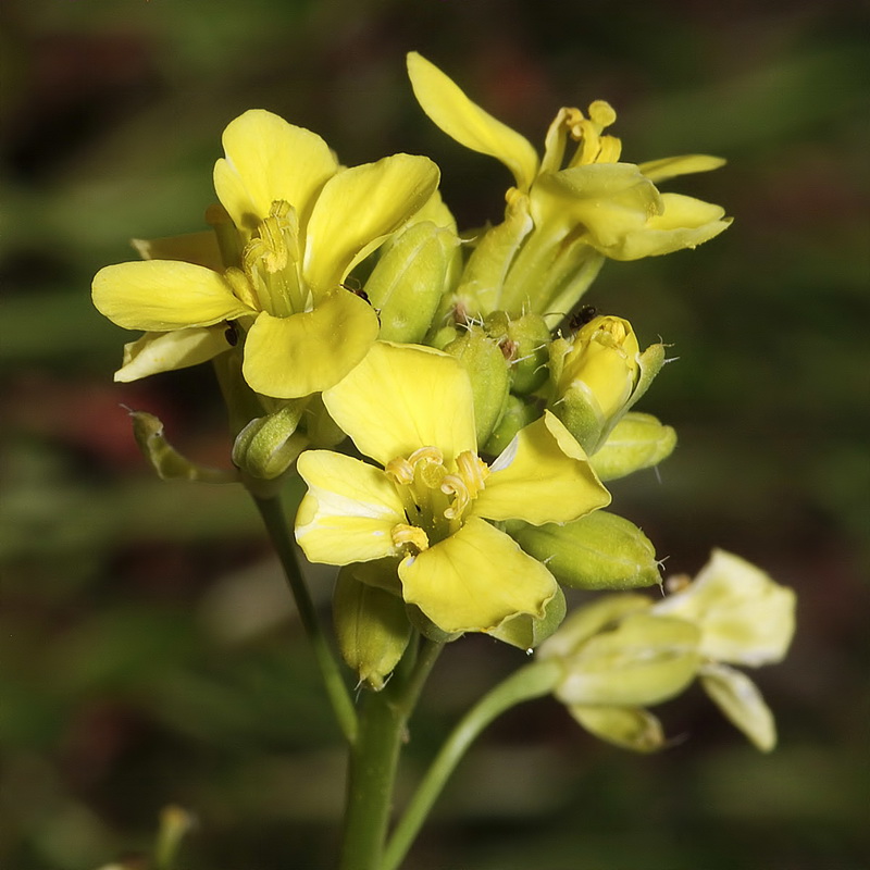 Brassica repanda confusa.09