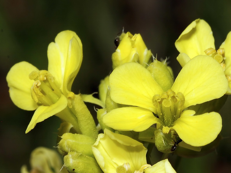 Brassica repanda confusa.12