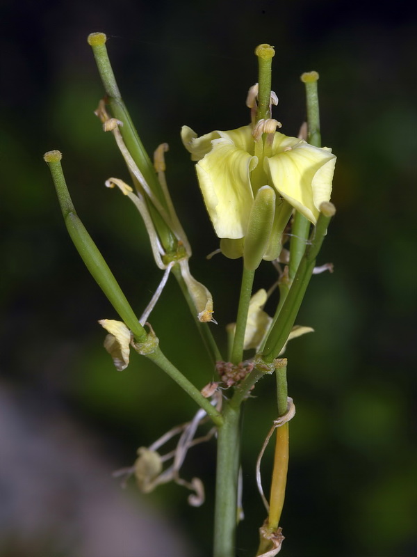 Brassica repanda confusa.13