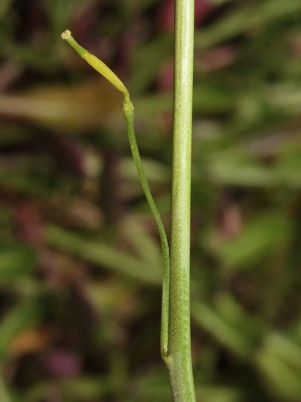 Brassica repanda confusa.15
