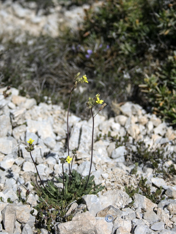 Brassica repanda confusa.16