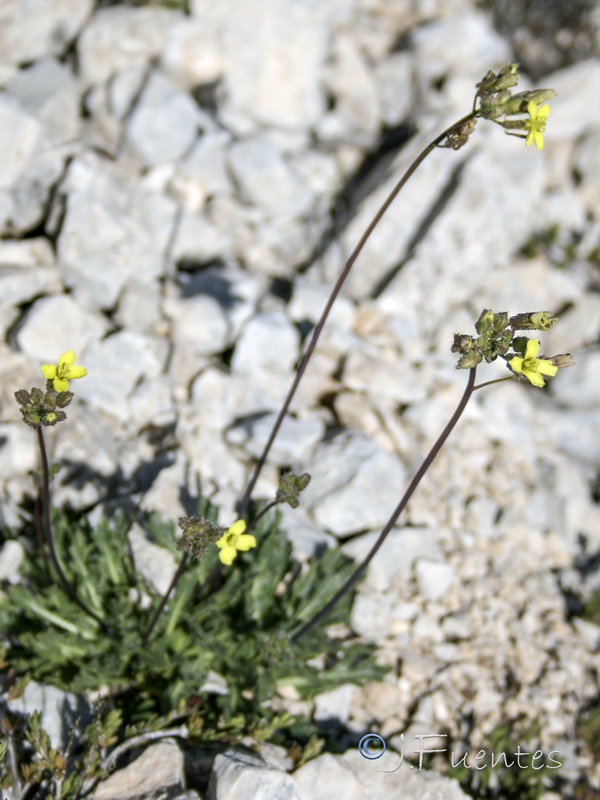 Brassica repanda confusa.17