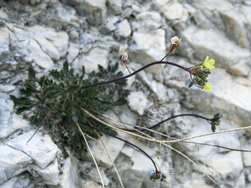 Brassica repanda confusa.18