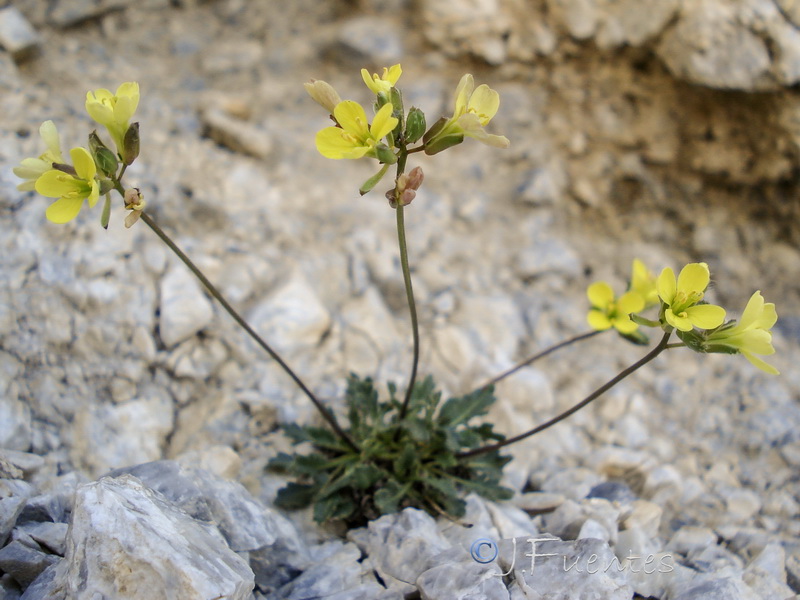 Brassica repanda latisiliqua.02