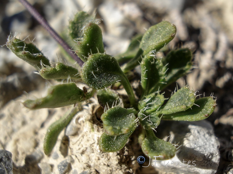 Brassica repanda latisiliqua.04
