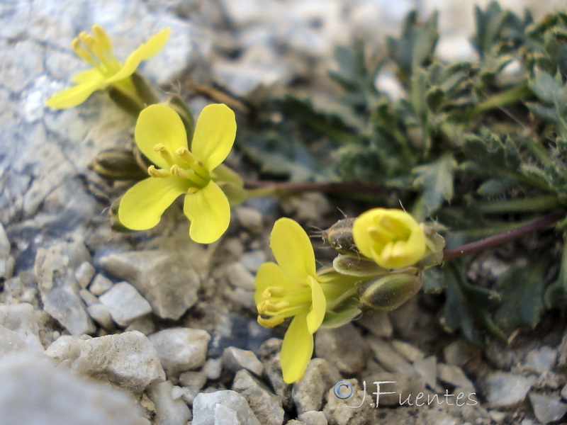Brassica repanda latisiliqua.05