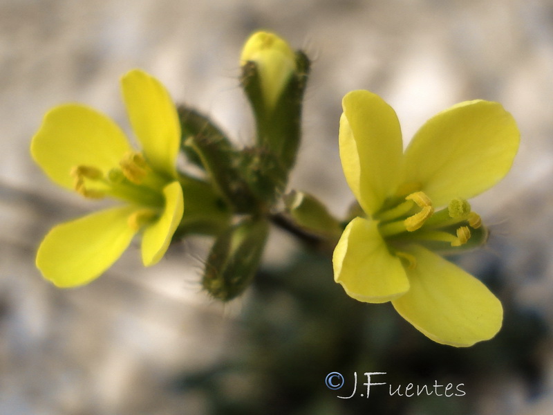 Brassica repanda latisiliqua.06