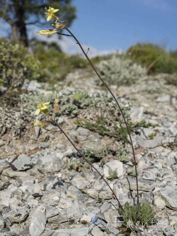 Brassica repanda latisiliqua.01