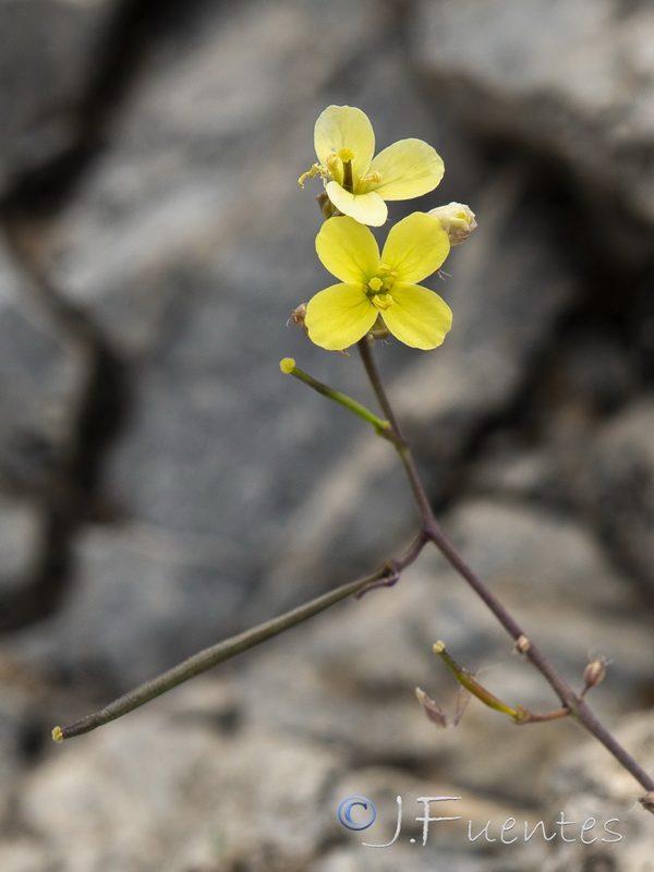 Brassica repanda latisiliqua.12
