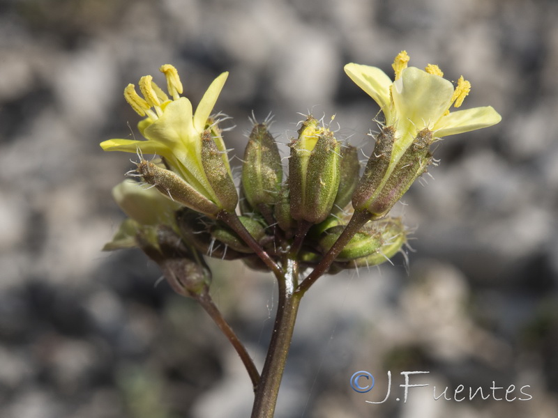 Brassica repanda latisiliqua.13