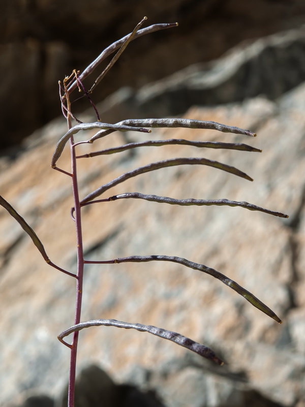 Brassica repanda latisiliqua.15