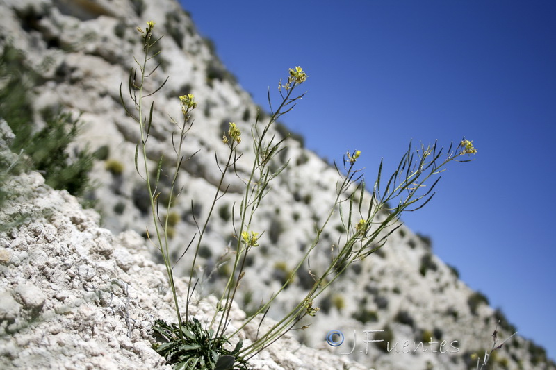 Brassica repanda nudicaulis.02