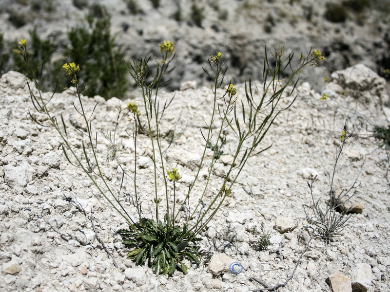 Brassica repanda nudicaulis.03