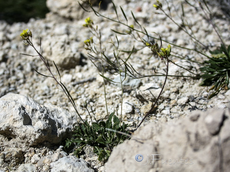 Brassica repanda nudicaulis.05