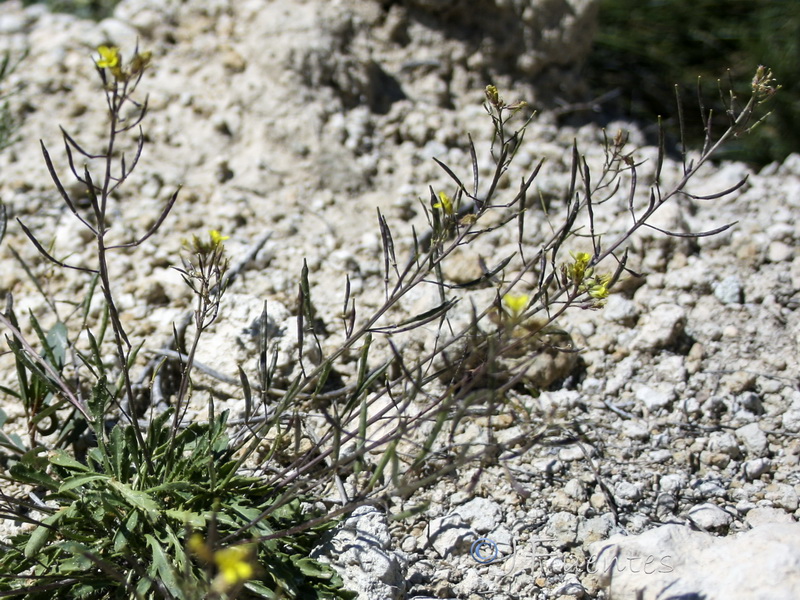 Brassica repanda nudicaulis.06