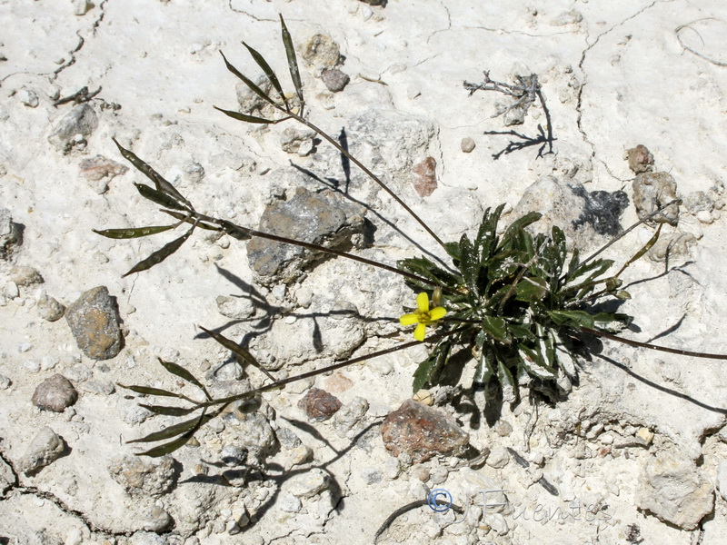 Brassica repanda nudicaulis.07