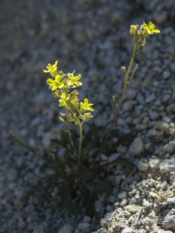 Brassica repanda nudicaulis.08