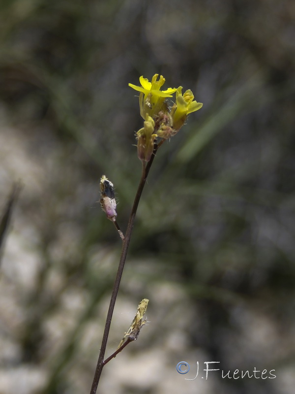 Brassica repanda nudicaulis.09