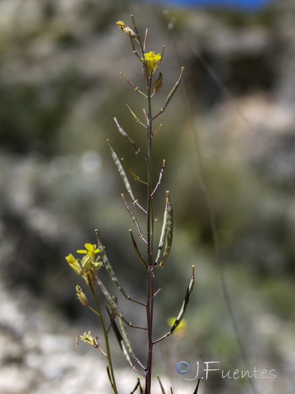 Brassica repanda nudicaulis.10