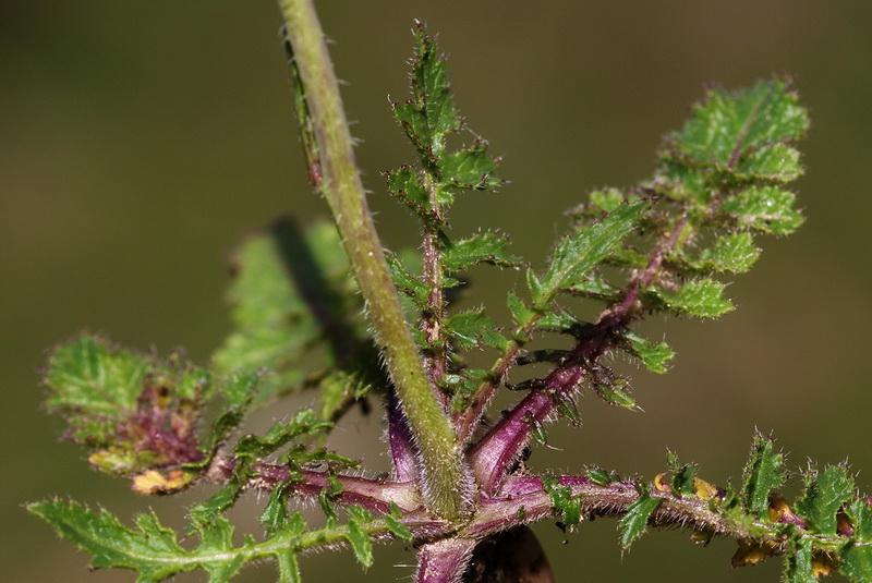 Brassica tournefortii.04
