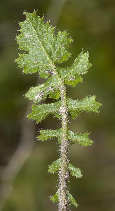 Brassica tournefortii.07