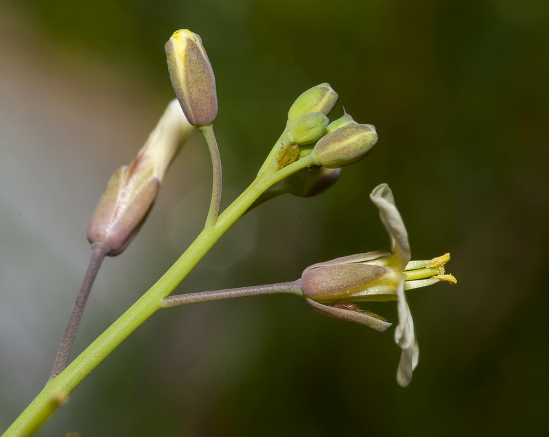Brassica tournefortii.09